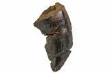 Bargain, Tyrannosaur Tooth - Montana #111008-1